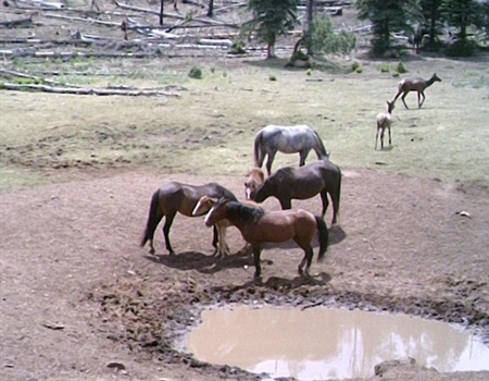 AZ BHA Monitors Bill Aimed at Feral Horse Protections