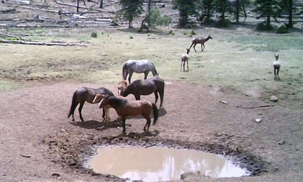AZ BHA Monitors Bill Aimed at Feral Horse Protections