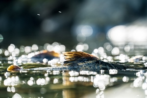 Alaska’s Bristol Bay Region Receives Critical Protections