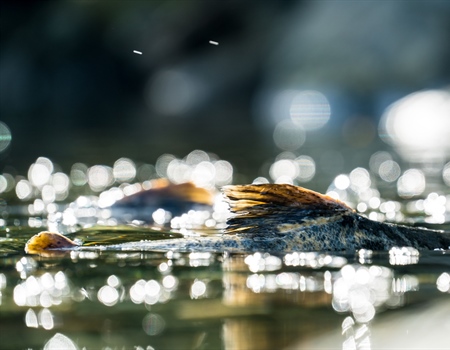 Alaska’s Bristol Bay Region Receives Critical Protections