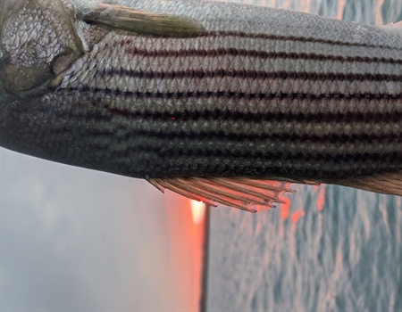 Striped Bass Addendum I