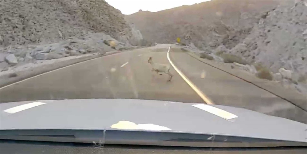 I-8 Peninsular Bighorn Sheep Crossing Project