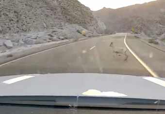 I-8 Peninsular Bighorn Sheep Crossing Project