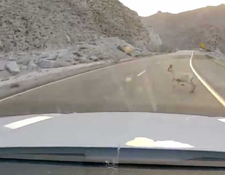 I-8 Peninsular Bighorn Sheep Crossing Project