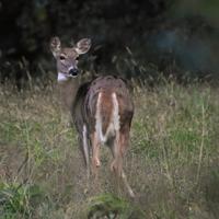 Kansas deer tag legislation bad for hunters and hunting