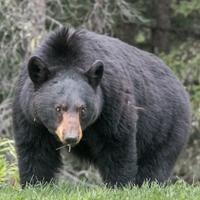 Weigh in on Bear Management as NJ DEP considers plan and regs