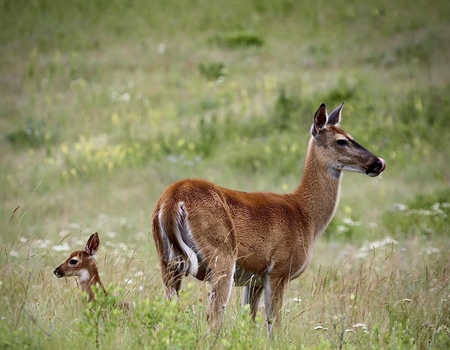 TAKE ACTION: Oppose North Dakota HB 1151