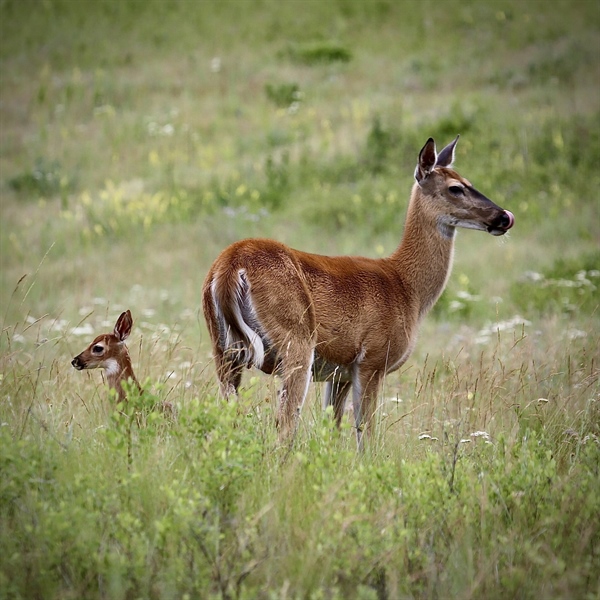 TAKE ACTION: Oppose North Dakota HB 1151
