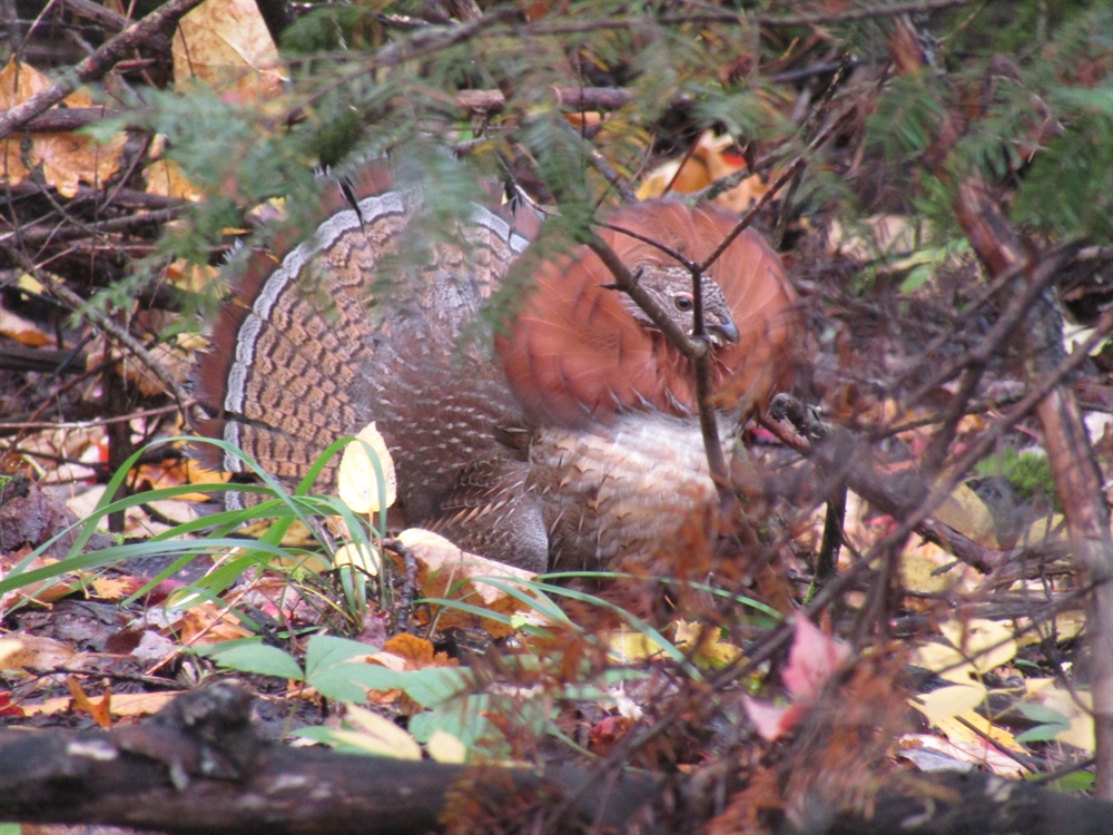 Boundary Waters Ruffed Grouse  & Sulfide-Ore Mines Don’t Mix