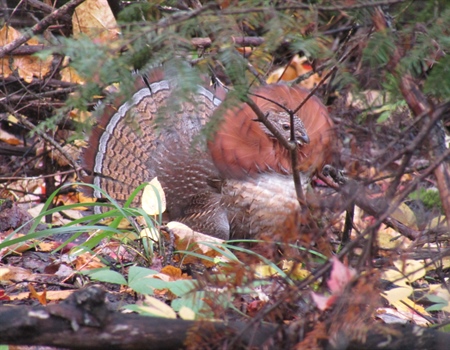 Boundary Waters Ruffed Grouse  & Sulfide-Ore Mines Don’t Mix