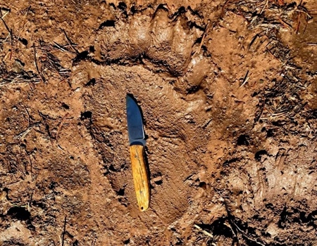 LETTER: MT BHA Comments on Grizzly Bear Management Plan and EIS