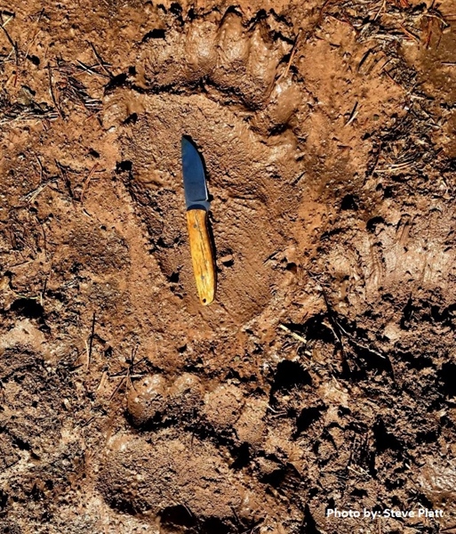 LETTER: MT BHA Comments on Grizzly Bear Management Plan and EIS
