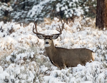 OR Chapter Provides Testimony on Need for Updated Wildlife Inventory