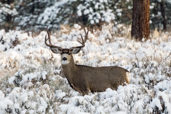 OR Chapter Provides Testimony on Need for Updated Wildlife Inventory
