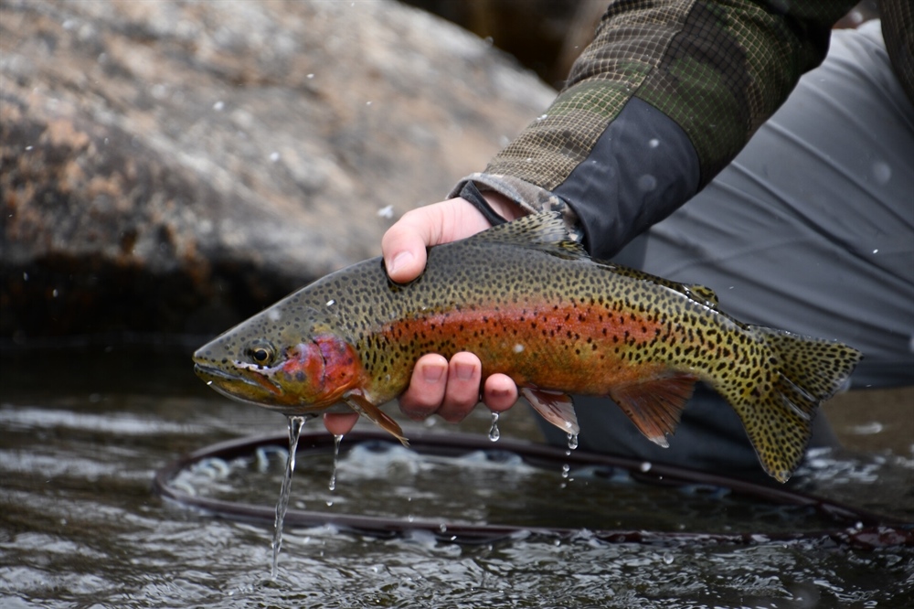 Protect Colorado's Thompson Divide