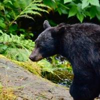 NJ BHA applauds return of bear hunt as part of management plan