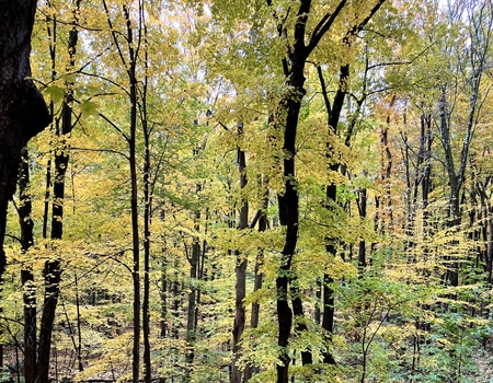 Help Give Hunters & Anglers a Voice in New York DEC East of Hudson Unit Management Plan
