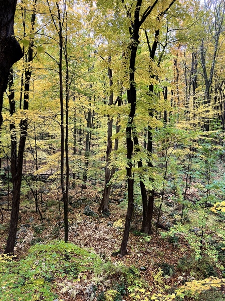 Help Give Hunters & Anglers a Voice in New York DEC East of Hudson Unit Management Plan