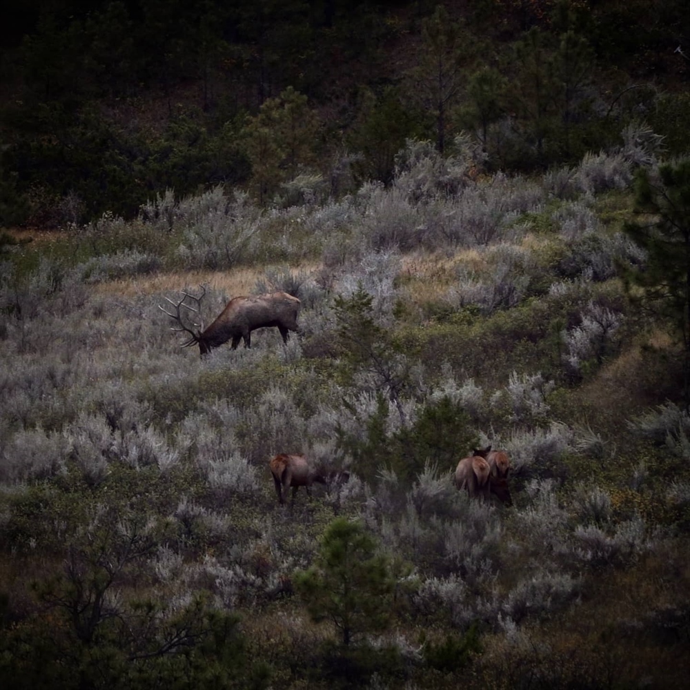 BLM Formalizes Approach to Conserving Wildlife Migration Corridors, Supporting Habitat Connectivity