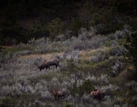 BLM Formalizes Approach to Conserving Wildlife Migration Corridors, Supporting Habitat Connectivity