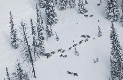 caribou testimony WA chapter