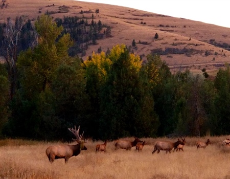 Utah's Elk Management Plan Moves Ahead