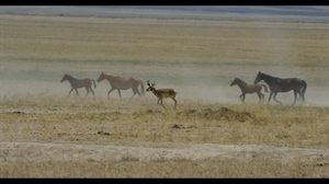 BHA Podcast & Blast, Ep. 143: Feral Horses on Public Lands in Nevada