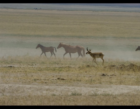 BHA Podcast & Blast, Ep. 143: Feral Horses on Public Lands in Nevada