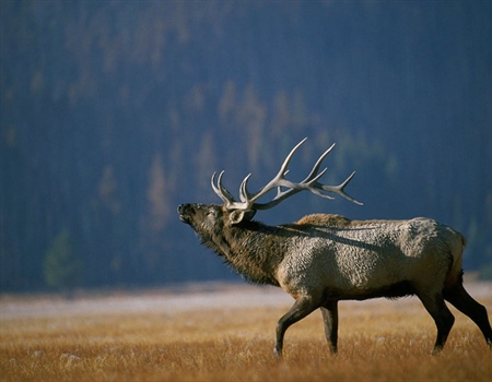 Judge allows conservation groups to intervene in elk regulation lawsuit
