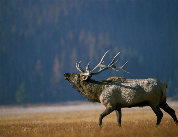 Judge allows conservation groups to intervene in elk regulation lawsuit