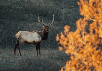 Montana Hunting and Conservation Groups Solidify Court Standing in Legal Defense of Elk Management