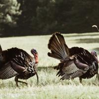 KY Proposed Turkey Bag Limit Changes Affects Public Land Hunters