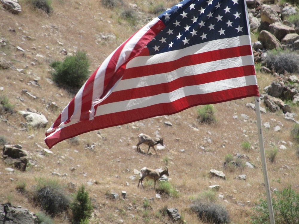 Armed Forces Initiative Helps  Veterans Hunt … And More