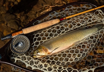 LETTER: MT BHA Comments on Angling Restrictions and Hoot Owl Criteria