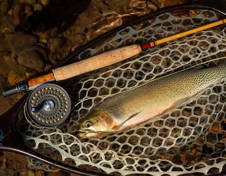 LETTER: MT BHA Comments on Angling Restrictions and Hoot Owl Criteria