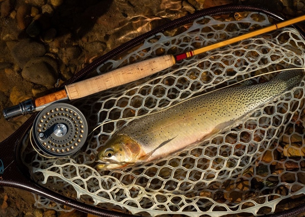 LETTER: MT BHA Comments on Angling Restrictions and Hoot Owl Criteria
