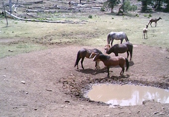 A Voice of Reason - Salt River Feral Horse Management