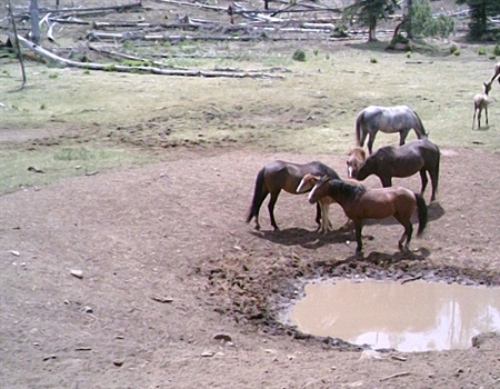 A Voice of Reason - Salt River Feral Horse Management