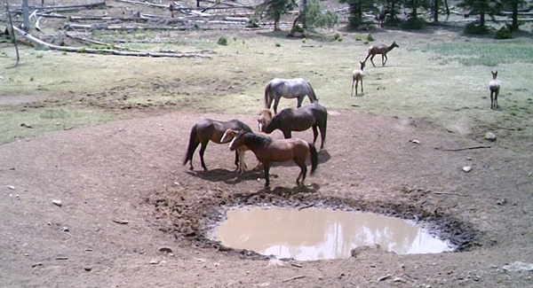 A Voice of Reason - Salt River Feral Horse Management