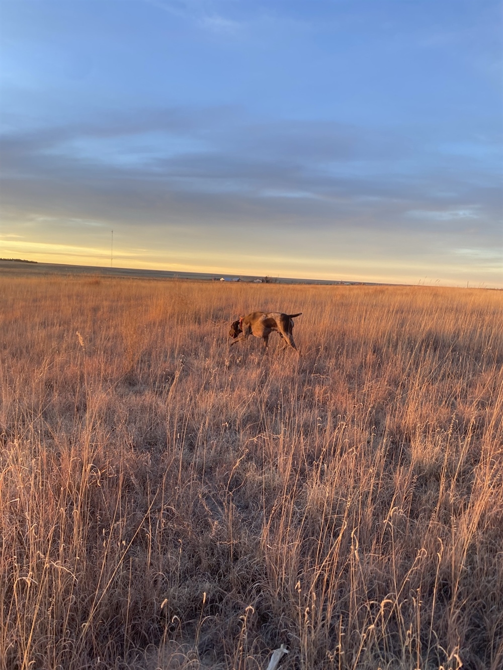 Grasslands and Sagebrush Conservation Is Focus of New Senate Legislation