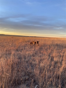 Grasslands and Sagebrush Conservation Is Focus of New Senate Legislation