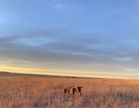 Grasslands and Sagebrush Conservation Is Focus of New Senate Legislation