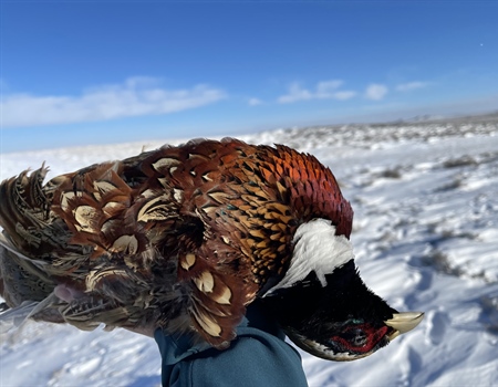 LETTER: MT BHA Comments On Final Pheasant Stocking Commission Approval