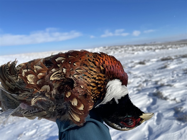 LETTER: MT BHA Comments On Final Pheasant Stocking Commission Approval