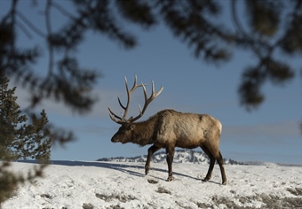 Privatizing Public Elk