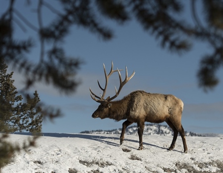 Privatizing Public Elk