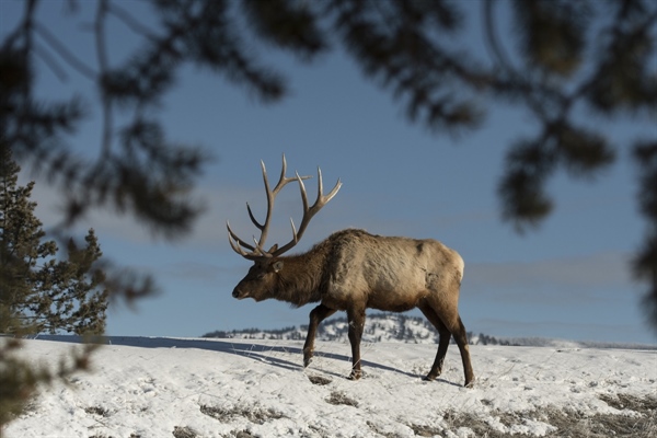 Privatizing Public Elk