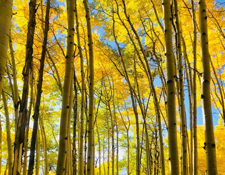 Bill overturning 'Cottonwood' decision advances