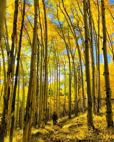 Bill overturning 'Cottonwood' decision advances