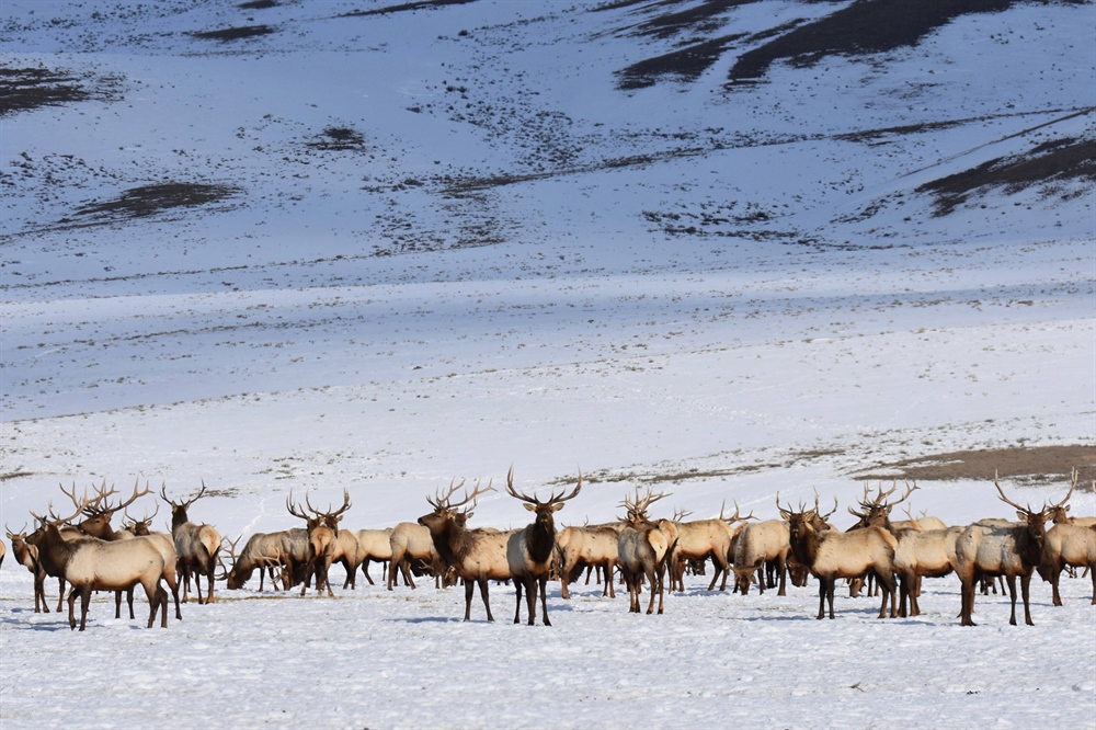 Colorado BHA Tag Allocation Observations & Information